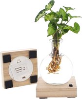 WL Plants - Hydroponie - Syngonium Pixie - Pijlpuntplant - Unieke Kamerplant - In Bolglas Met Klikkurk en LED licht - Zeer gemakkelijk te verzorgen - 5cm diameter - ± 10cm hoog