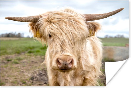 Poster Highlander écossais de couleur Wit dans le pré 120x80 cm - Tirage photo sur Poster (décoration murale salon / chambre) / Poster Animaux sauvages