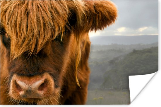 Gros plan d'un montagnard écossais avec les montagnes en arrière-plan Poster 180x120 cm - Tirage photo sur Poster (décoration murale salon / chambre) / Poster Animaux sauvages XXL / Groot format!