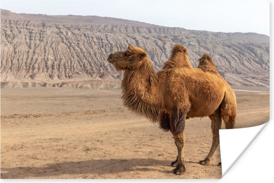 Staande kameel in China Poster 150x75 cm - Foto print op Poster (wanddecoratie)