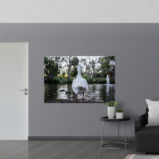 WallClassics - Poster Brillant - Canard Blanc au Bord de l' Water - 150x100 cm Photo sur Papier Poster avec Finition Brillante