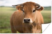 Bruine koe met hoorns poster papier 60x40 cm - Foto print op Poster (wanddecoratie woonkamer / slaapkamer) / Boerderijdieren Poster