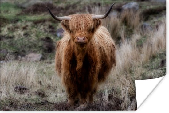Poster Highlander écossais au museau rose papier 180x120 cm - Tirage photo sur Poster (décoration murale salon / chambre) / Poster Animaux sauvages XXL / Groot format!