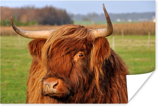 Scottish Highlander looks with one eye poster paper 120x80 cm - Tirage photo sur Poster (décoration murale salon / chambre) / Poster Animaux sauvages
