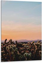 WallClassics - Dibond - Cylindropuntia Fulgida Plantjes voor Berglandschap met Oranje Lucht - 80x120 cm Foto op Aluminium (Met Ophangsysteem)