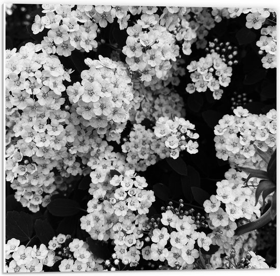 PVC Schuimplaat - Dicht Begroeide Bloemen Struik (Zwart- wit) - 50x50 cm Foto op PVC Schuimplaat (Met Ophangsysteem)