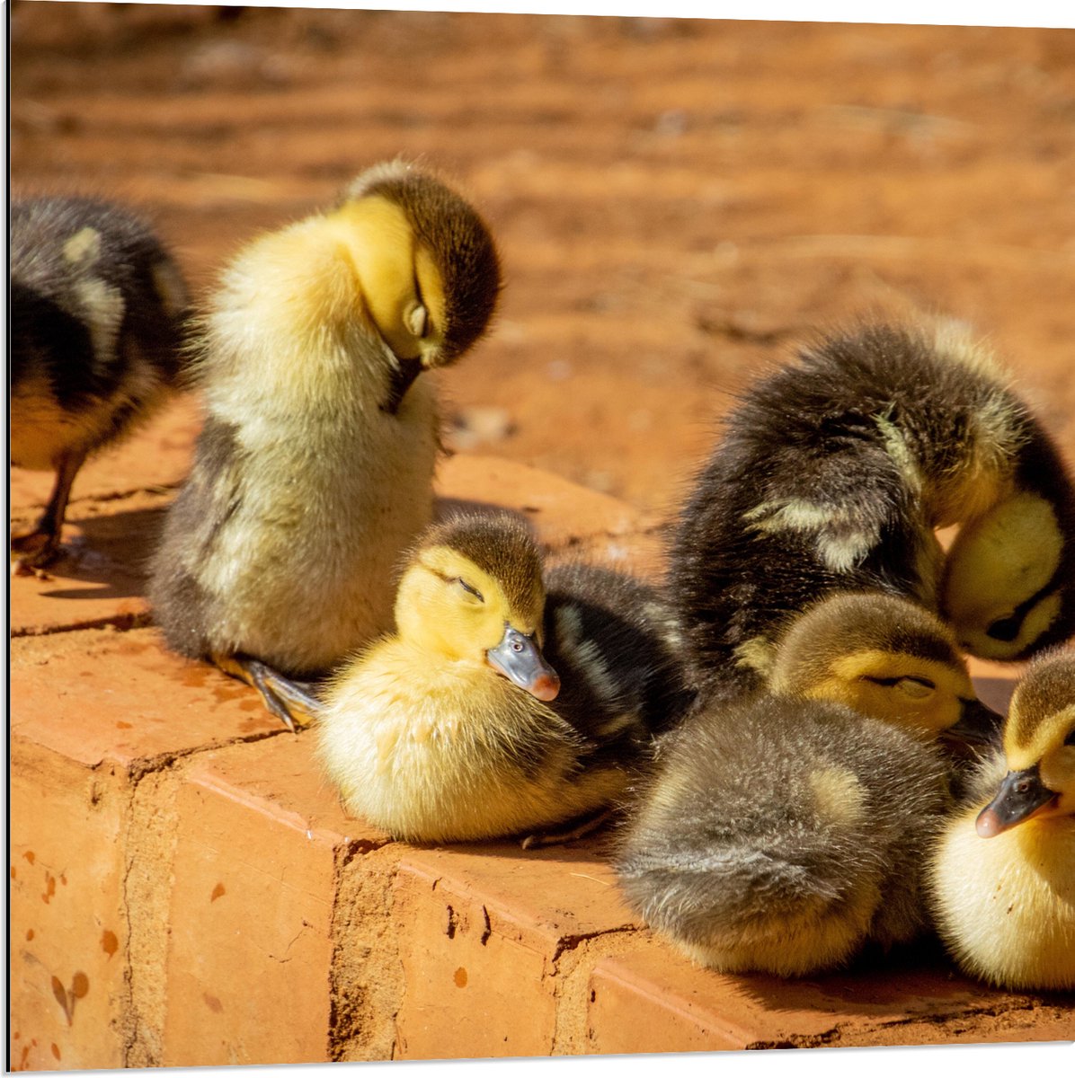 Dibond - Zes Baby Eendjes op Stenen Muurtje - 80x80 cm Foto op Aluminium (Met Ophangsysteem)