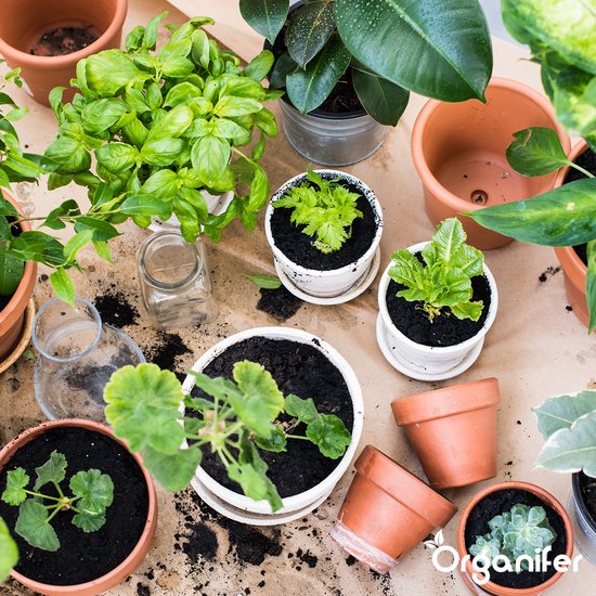 Kruidenzaden Pakket - 12 Essentiële Soorten - Moestuinzaden - Kruiden Zaden - Moestuin