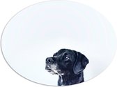 WallClassics - PVC Schuimplaat Ovaal - Zwarte Hond met Witte Achtergrond - 108x81 cm Foto op Ovaal (Met Ophangsysteem)