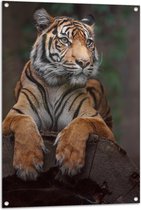Tuinposter – Relaxte Sumatraanse Tijger - 70x105 cm Foto op Tuinposter (wanddecoratie voor buiten en binnen)