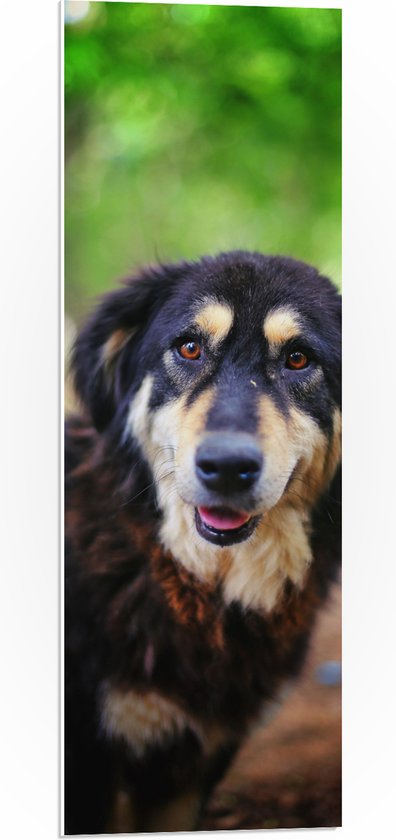 PVC Schuimplaat- Meerkleurige Aankijkende Hond met Rode Ogen in Bos - 30x90 cm Foto op PVC Schuimplaat