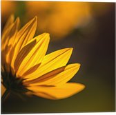 Vlag - Zijaanzicht van Gele Bloembladeren met Zonlicht - 50x50 cm Foto op Polyester Vlag
