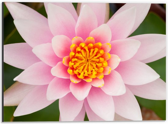 Dibond - Bovenaanzicht van Roze Lotus Bloem - 40x30 cm Foto op Aluminium (Met Ophangsysteem)