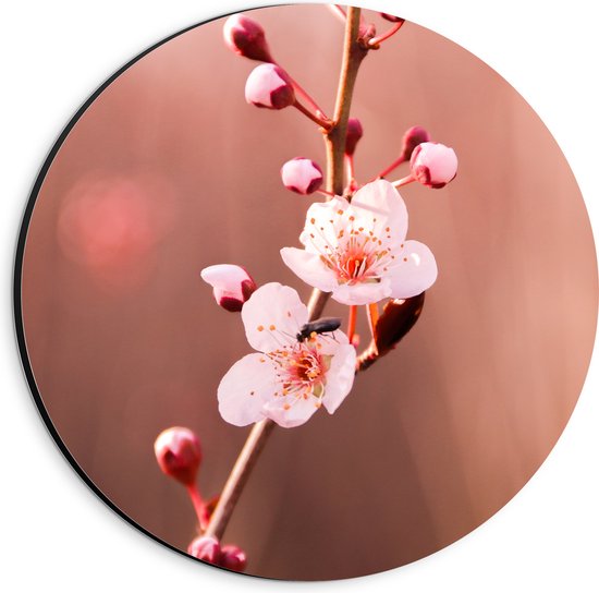 Dibond Muurcirkel - Tak met Roze Sakura Bloemen - 20x20 cm Foto op Aluminium Muurcirkel (met ophangsysteem)