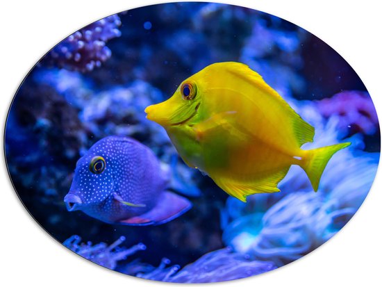Dibond Ovaal - Blauwe en Gele Vis zwemmend tussen het Koraal - 96x72 cm Foto op Ovaal (Met Ophangsysteem)
