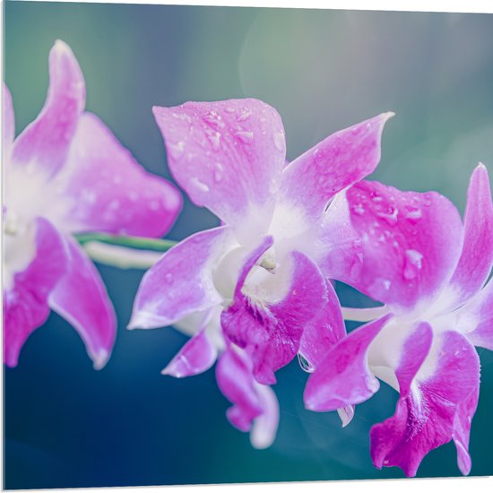 Acrylglas - Orchidee Bloemen met Waterspetters - 80x80 cm Foto op Acrylglas (Wanddecoratie op Acrylaat)