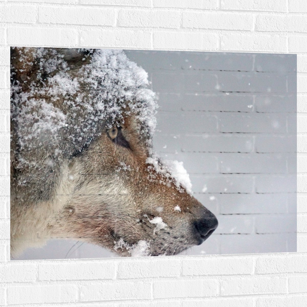 Muursticker - Vlokken Sneeuw op Kop van Geconcentreerde Wolf - 100x75 cm Foto op Muurstick
