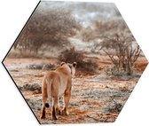 Dibond Hexagon - Achteraanzicht van Sluipende Leeuw in Afrikaans Landschap - 40x34.8 cm Foto op Hexagon (Met Ophangsysteem)
