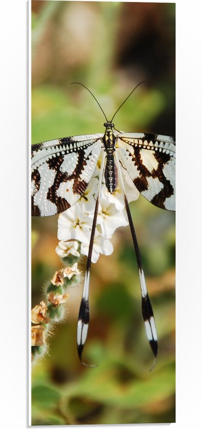 WallClassics - PVC Schuimplaat - Vlinder met Zwart-witte Vleugels en Lange Sprieten - 20x60 cm Foto op PVC Schuimplaat (Met Ophangsysteem)