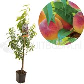 Prunus persica Peregrine | perzik | laagstam