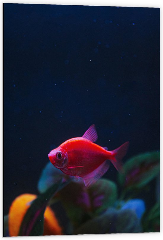 Dibond - Rode Vis in Aquarium - 60x90 cm Foto op Aluminium (Met Ophangsysteem)