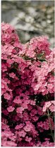 Poster (Mat) - Roze Bloementjes - 20x60 cm Foto op Posterpapier met een Matte look