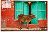 WallClassics - Tuinposter – Koe voor Blauwe Boerderijdeur - 60x40 cm Foto op Tuinposter (wanddecoratie voor buiten en binnen)