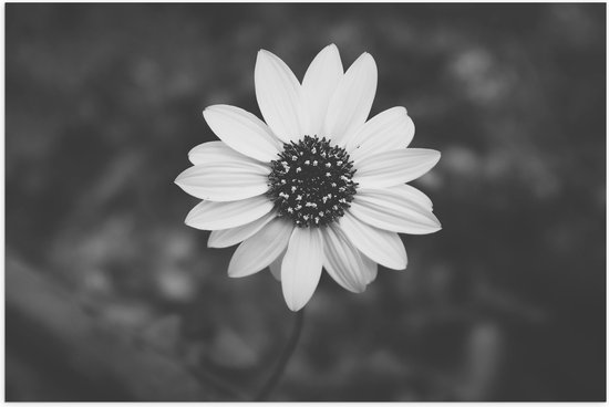 WallClassics - Poster Glossy - Top View of Light Bloem (noir/blanc) - 60x40 cm Photo sur Papier Poster avec Finition Brillante