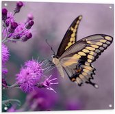 Tuinposter – Vlinder op de Paarse Bloemen - 80x80 cm Foto op Tuinposter (wanddecoratie voor buiten en binnen)