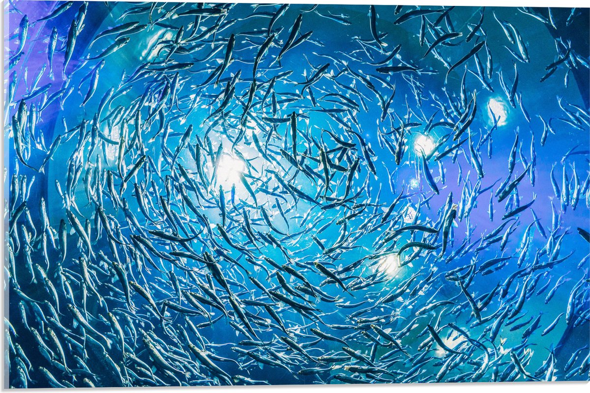 Acrylglas - School Vissen in een Groot Aquarium - 60x40 cm Foto op Acrylglas (Met Ophangsysteem)