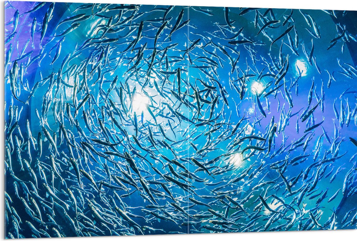 Acrylglas - School Vissen in een Groot Aquarium - 120x80 cm Foto op Acrylglas (Wanddecoratie op Acrylaat)