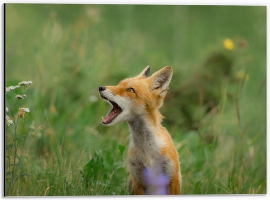 WallClassics - Dibond - Baby Vosje met Open Mond in Groen Veld - 40x30 cm Foto op Aluminium (Met Ophangsysteem)