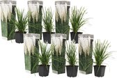 Plant in a Box -Cortaderia selloana - Set van 6 - Witte Pampas siergrassen - Pot 9cm - Hoogte 25-40cm