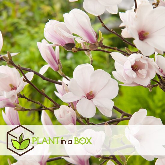 Magnolia ×soulangeana | Gewone magnolia - Van den Berk Boomkwekerijen