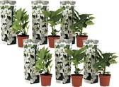 Plant in a Box - Hortensia Teller - Set van 6 - Wit - Tuinhortensia - Pot 9cm - Hoogte 25-40cm