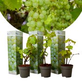 Plant in a Box - Druivenplanten - Set van 3 - Vitis Vinifera - Witte Druif - Winterhard - Pot 9cm - Hoogte 25-40cm