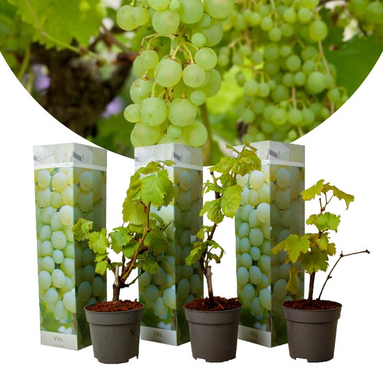 Plant in a Box - Druivenplanten - Set van 3 - Vitis Vinifera - Witte Druif - Winterhard - Pot 9cm - Hoogte 25-40cm