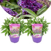 Plant in a Box - Buddleja Candy Little Purple - Set van 2 - Buddleja davidii - Vlinderstruik Winterhard - Paarse Bloemen - Pot 19cm - Hoogte 30-40cm