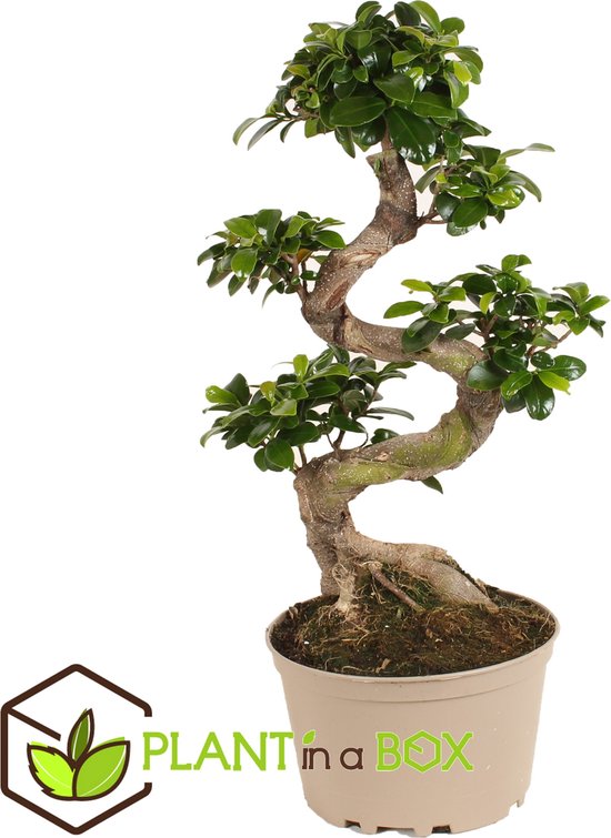 Plante pour la Maison ou le Bureau – Ficus Ginseng Bonsaï d