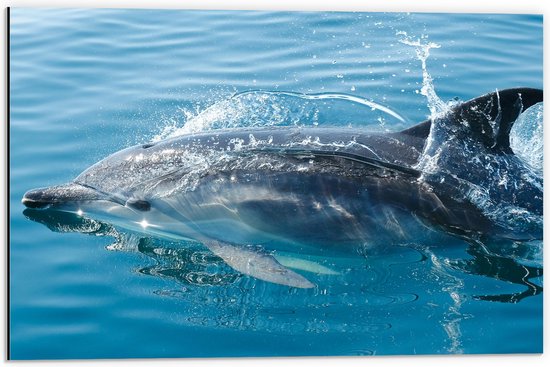 Dibond - Zwemmende Dolfijn in de Zee - 60x40 cm Foto op Aluminium (Met Ophangsysteem)