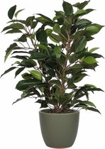 Groene ficus kunstplant 40 cm met plantenpot dennengroen D13.5 en H12.5 cm