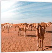 PVC Schuimplaat- Dromedarissen in de Woestijn - 100x100 cm Foto op PVC Schuimplaat