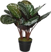Kunstplant Calathea Makoyana - voor binnen - kunst kamerplant - 47 cm
