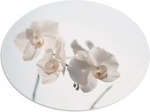 PVC Schuimplaat Ovaal - Witte Bloemen op Witte Achtergrond - 108x81 cm Foto op Ovaal (Met Ophangsysteem)