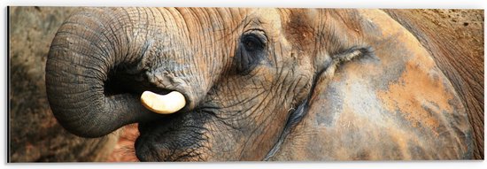 WallClassics - Dibond - Etende Olifant - 60x20 cm Foto op Aluminium (Met Ophangsysteem)