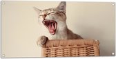 WallClassics - Tuinposter – Gapende Kitten in Rieten Mand - 100x50 cm Foto op Tuinposter (wanddecoratie voor buiten en binnen)