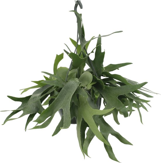 Platycerium – Hertshoornvaren Hoogte 50cm