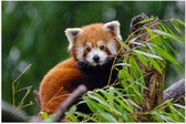 Poster Glanzend – Aandoenlijke Rode Panda op Boomstam met Groene Planten - 60x40 cm Foto op Posterpapier met Glanzende Afwerking
