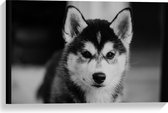 WallClassics - Canvas - Husky Hond in het Zwart Wit - 60x40 cm Foto op Canvas Schilderij (Wanddecoratie op Canvas)