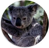 WallClassics - Dibond Muurcirkel - Koala in de Boom - 120x120 cm Foto op Aluminium Muurcirkel (met ophangsysteem)
